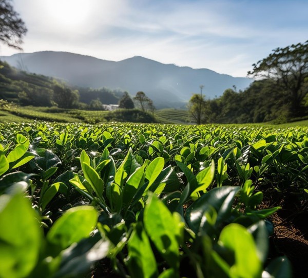 茶文化千年之瑰宝
